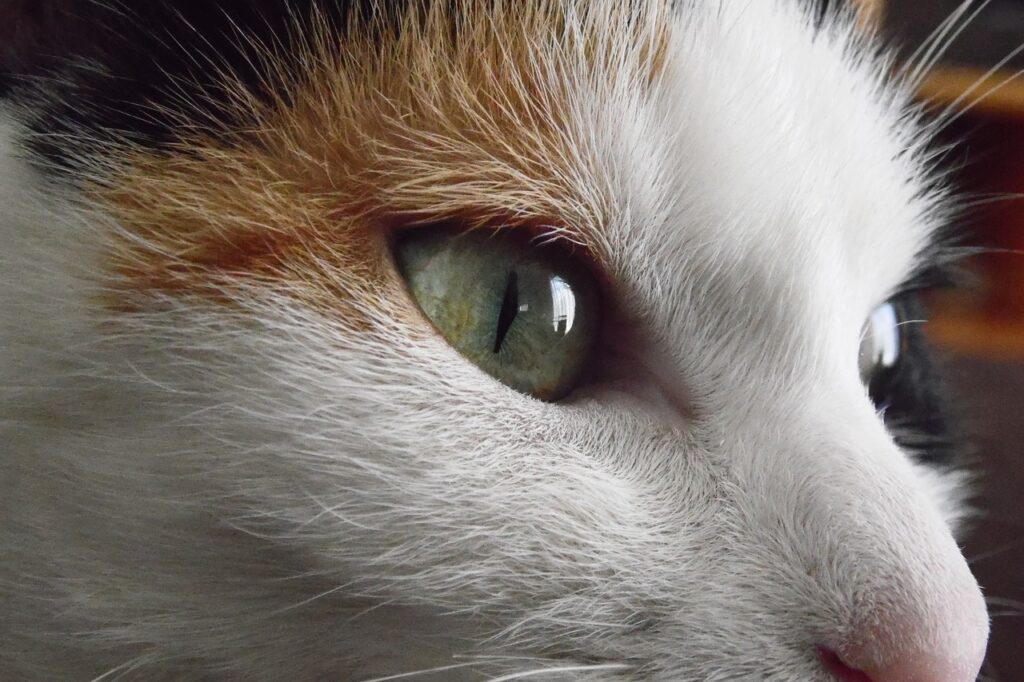 Katzenpsychologie - Nahaufnahme Katzenauge