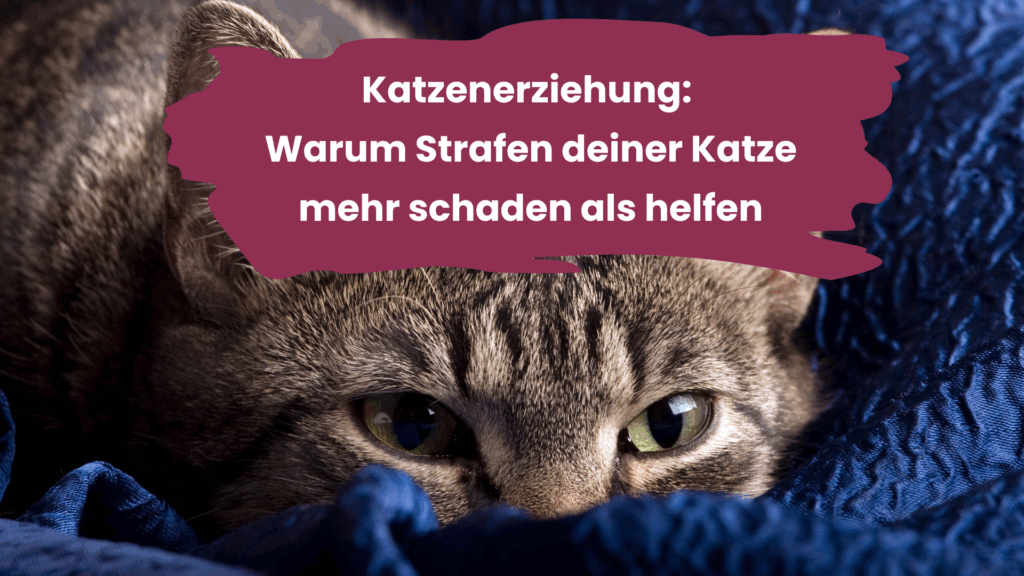 Katzenerziehung: Warum Strafen deiner Katze mehr schaden als helfen