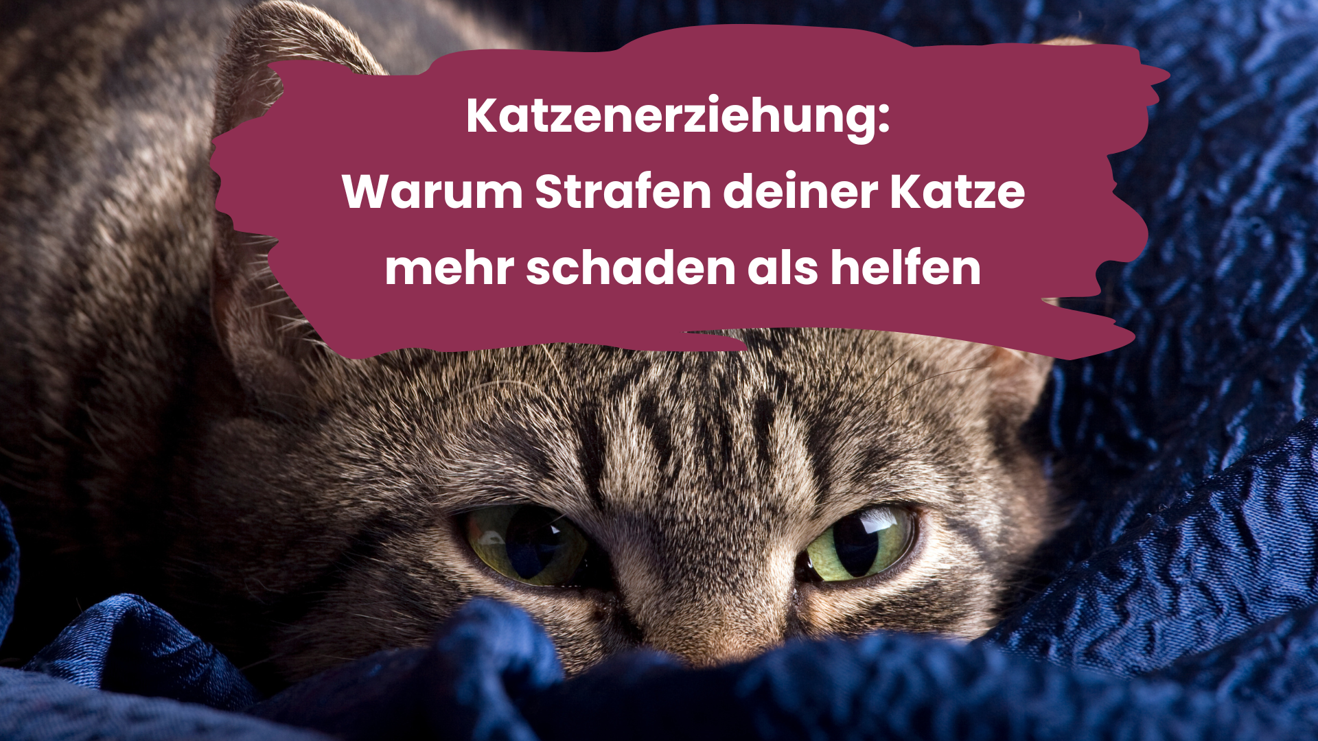 Katzenerziehung: Warum Strafen deiner Katze mehr schaden als helfen