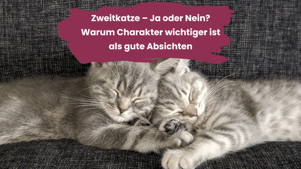Katzenerziehung Warum Strafen deiner Katze mehr schaden als helfen, zwei kuschelnde Kitten
