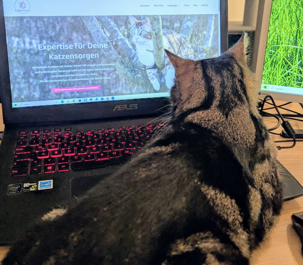 Rückblick: Mein Weg in die Selbstständigkeit als Katzenverhaltensberaterin