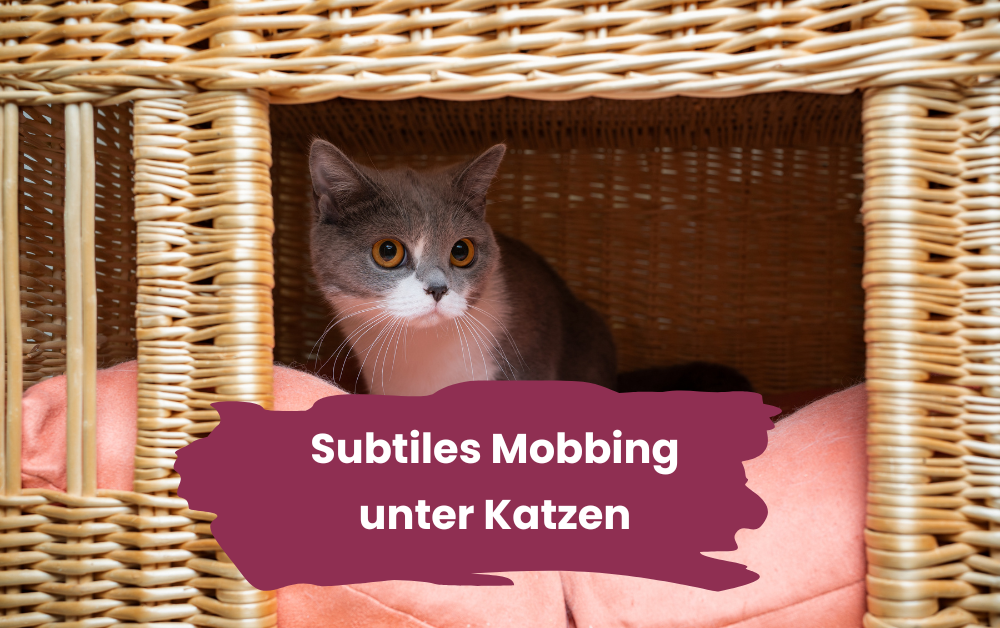 Subtiles Mobbing unter Katzen, ängstliche Katze