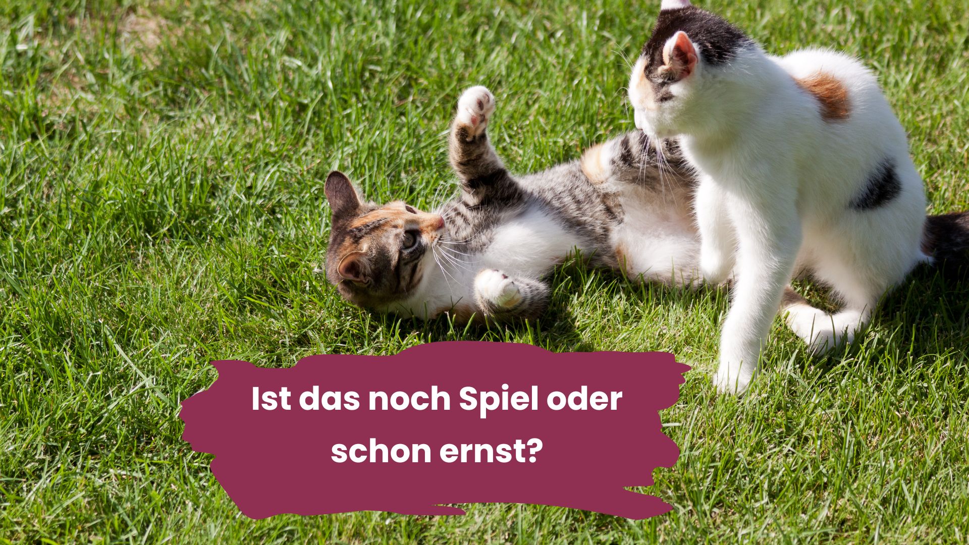 Ist das noch Spiel oder schon ernst?