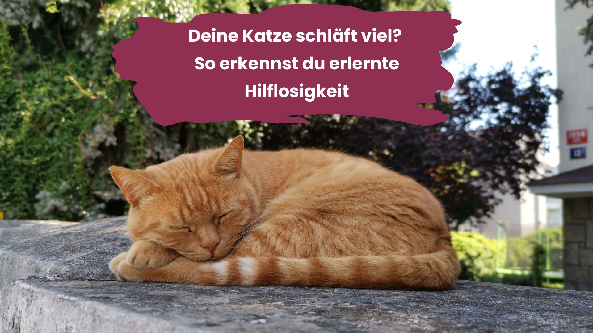 Katze schläft viel - Anzeichen für erlernte Hilflosigkeit