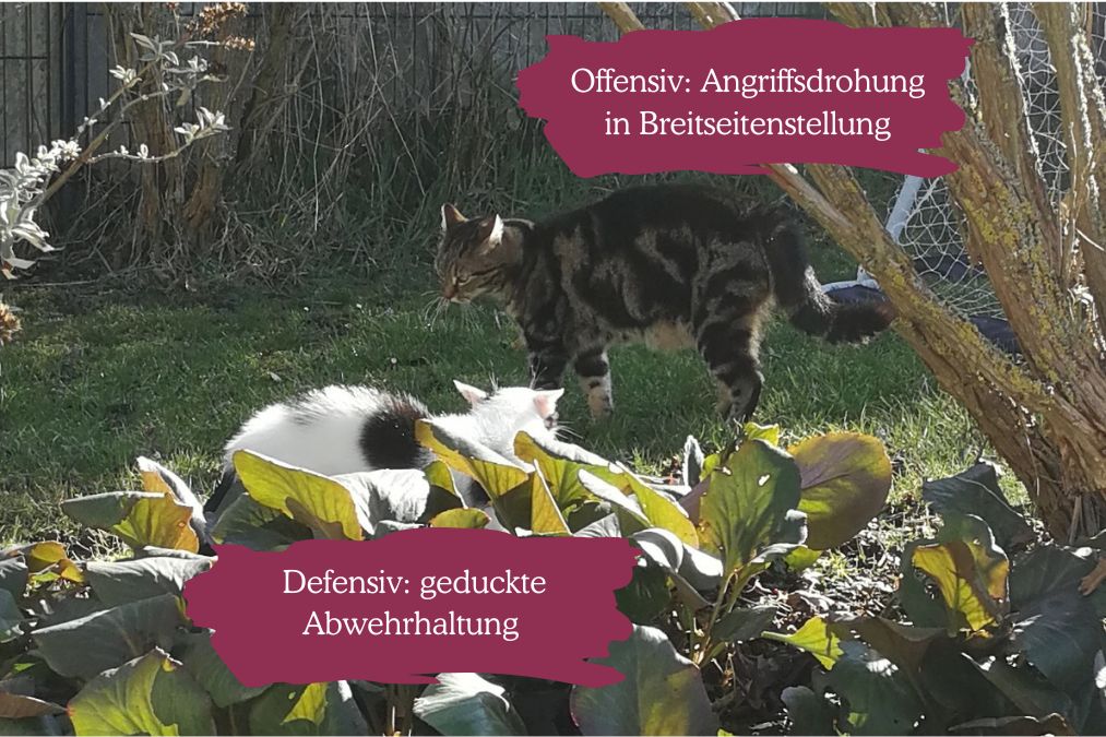 Die Funktion von aggressiven Verhalten bei Katzen 2 Funktion von aggressiven Verhalten bei Katzen