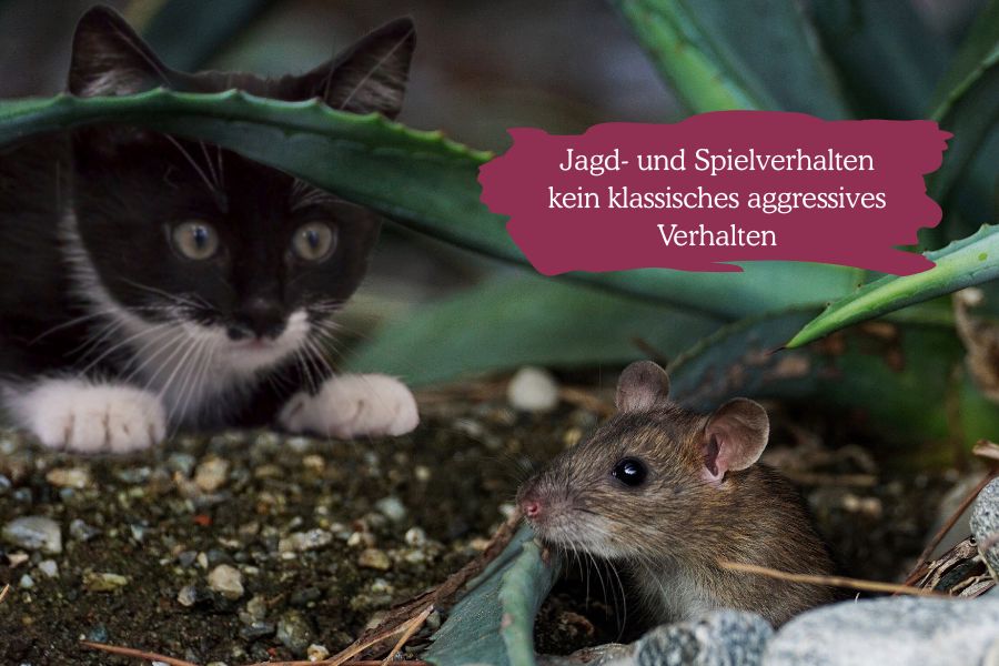 Katze fixiert Maus Katze fixiert Maus