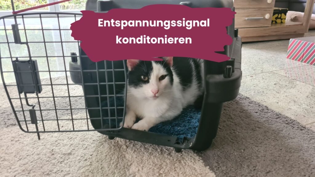 Entspannungssignal konditionieren, Katze liegt entspannt in Transportbox