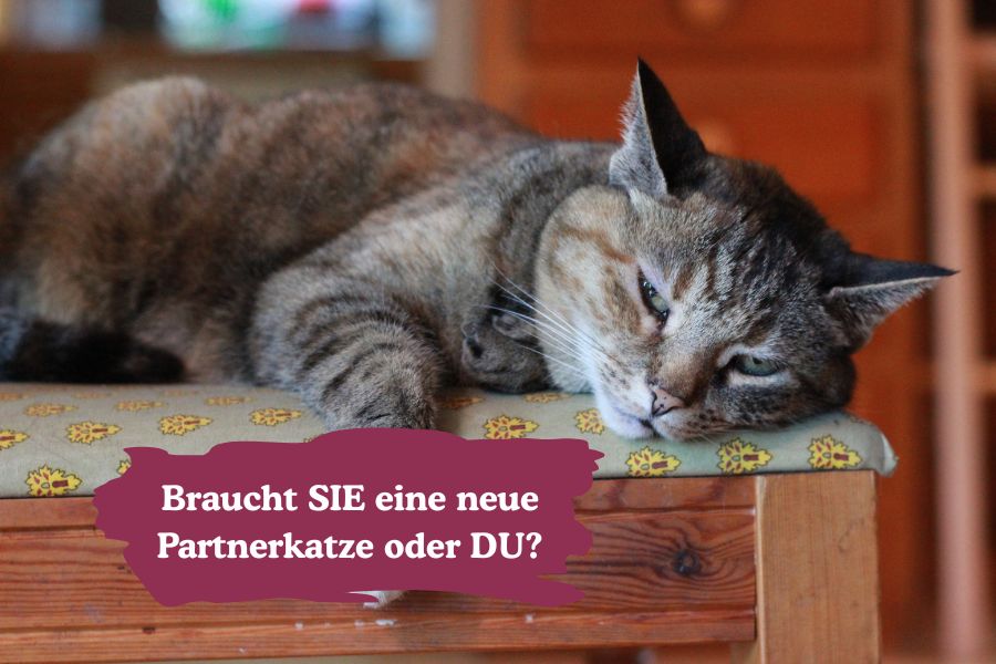 Katze liegt auf dem Tisch: Braucht SIE eine neue Partnerkatze oder DU?
