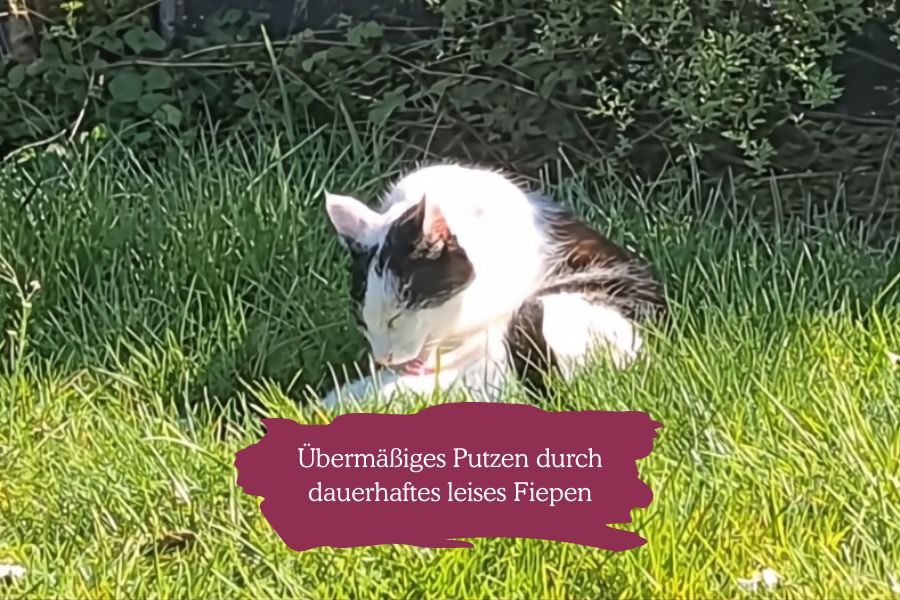 Kater putzt sich auf Wiese