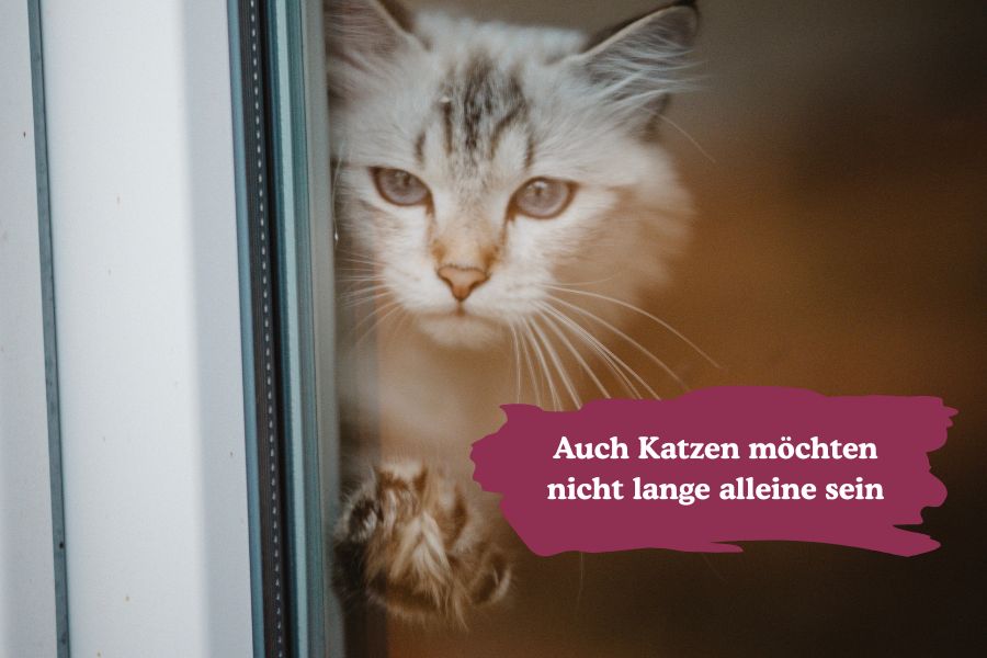 Verhaltensauffälligkeiten bei Katzen durch Trennungsstress 2 Trennungsstress: Katze schaut aus dem Fenster und wartet auf Katzenhalter*in