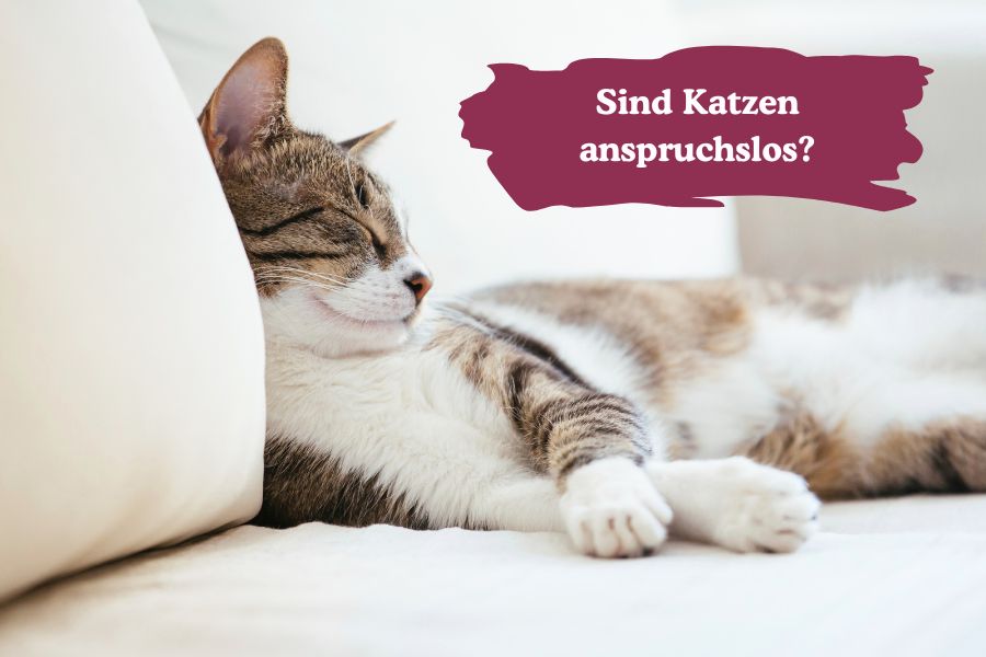 Der Mythos von der pflegeleichten Katze 2 Mythos pflegeleichte Katze: Katze schläft auf Couch