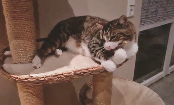 Katze mit Matatabi-Stick Katze mit Matatabi Stick e1762336541547