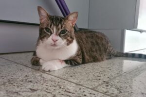 Katze nach einer Zahn-OP, er erholt sich noch von der Narkose