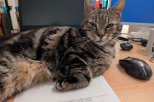 Katze nach einer Zahn-OP, rechte Wange geschwollen