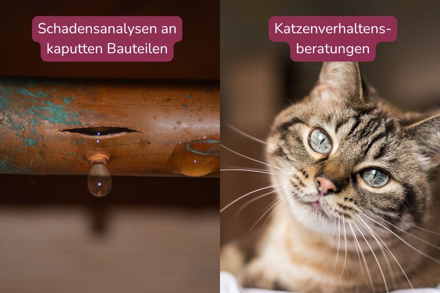 geplatztes Rohr und Katze geplatztes Rohr und Katze