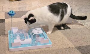 Pirate fummelt Futter aus einem Activity Board