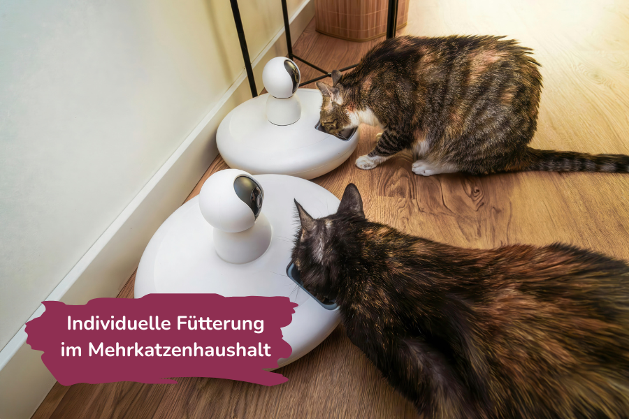 Zwei Katzen fressen aus jeweiligen Futterautomat Zwei Katzen fressen aus jeweiligen Futterautomat