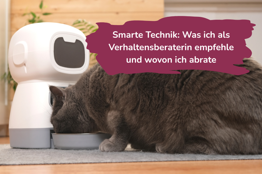 KI und smarte Technik: Beitragsbild mit Katze und Futterautomat
