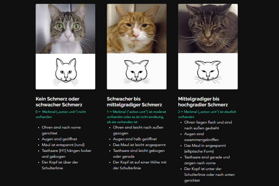 32 Feline Grimace Scale