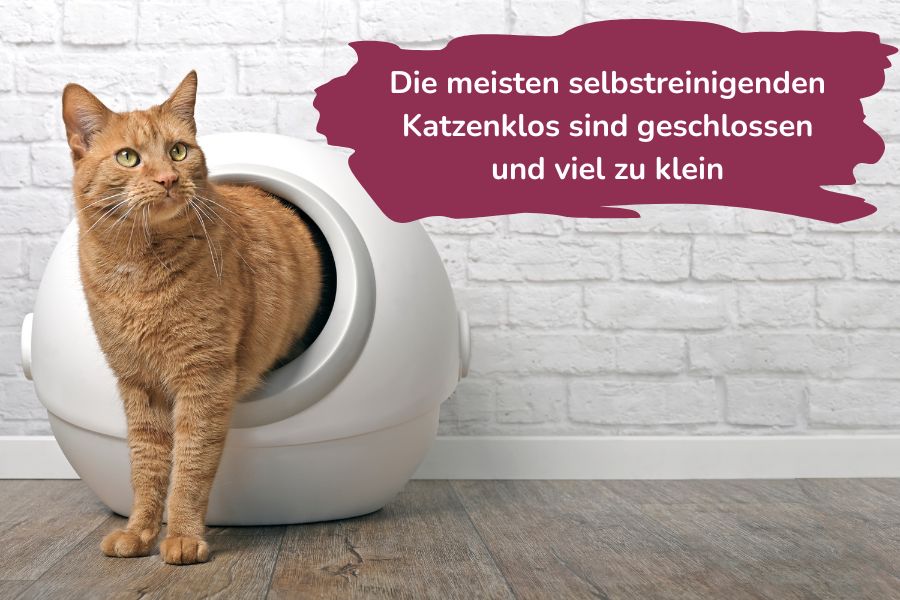 Katze schaut aus viel zu kleinem Katzenklo Katze schaut aus viel zu kleinem Katzenklo