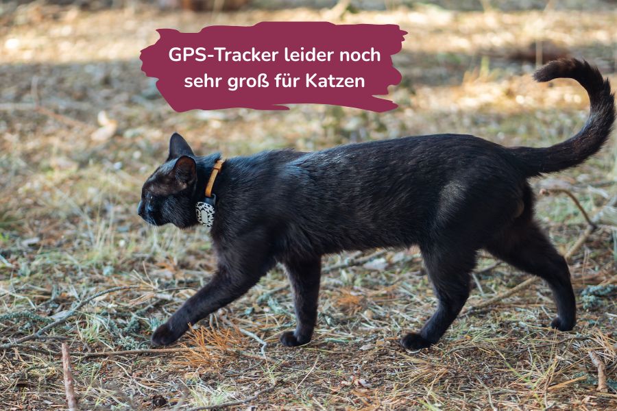 Katze mit GPS-Tracker Katze mit GPS-Tracker am Halsband