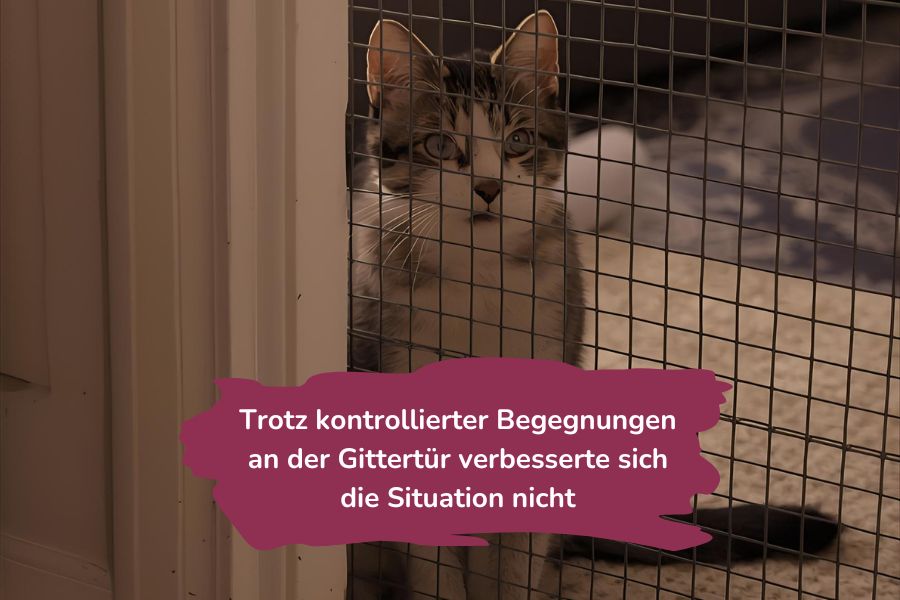 Katzen-Zusammenführung mit Gittertür