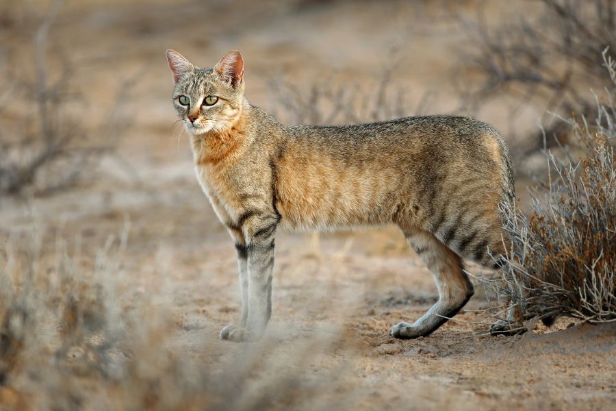 Falbkatze