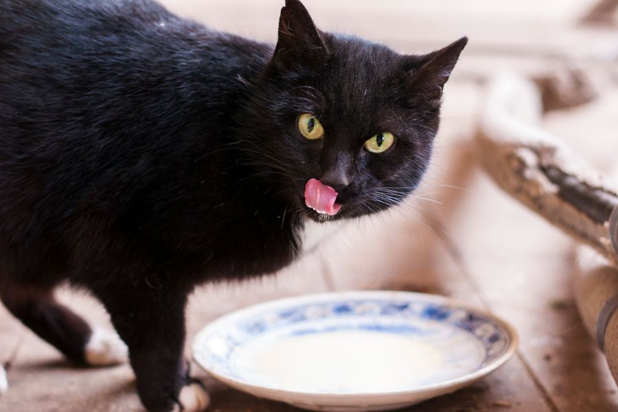Katze trinkt vom Teller