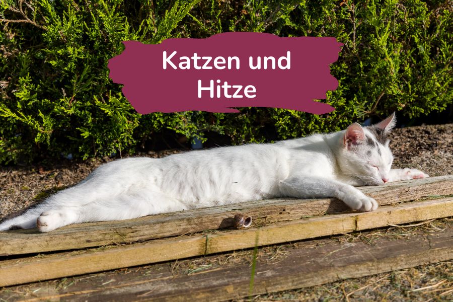 Katzen und Hitze, Katze liegt in der Sonne