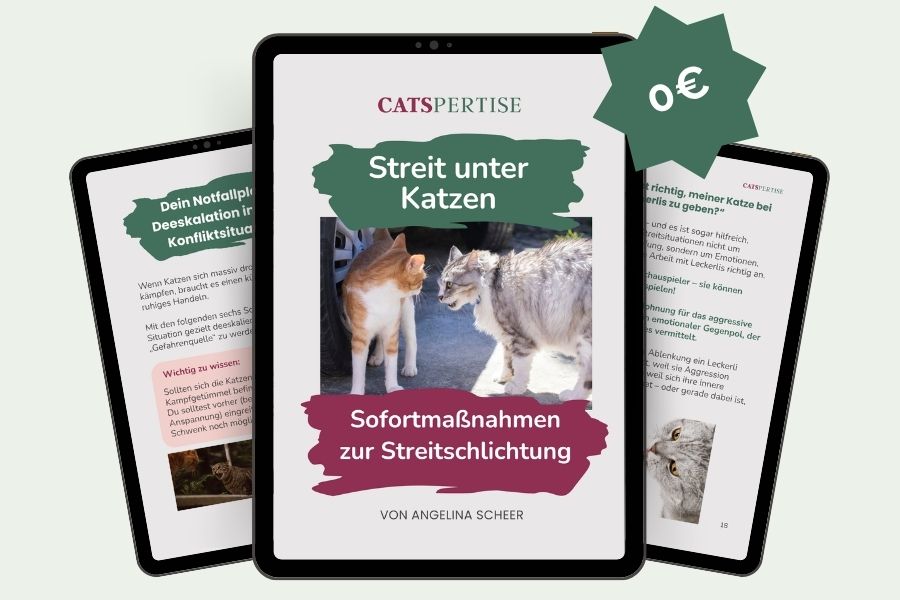 0 Euro-Guide-Sofortmaßnahmen 1 Guide Mockup_Streit unter Katzen effektiv schlichten