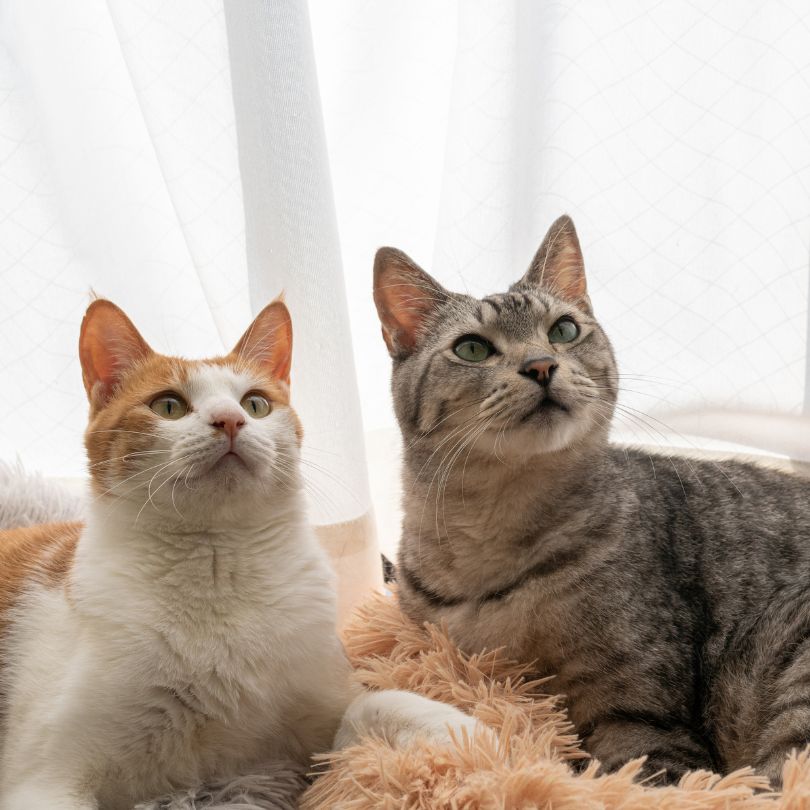 0 Euro-Guide-Sofortmaßnahmen 2 Zwei Katzen nebeneinander liegend und neugieriger Blick nach oben